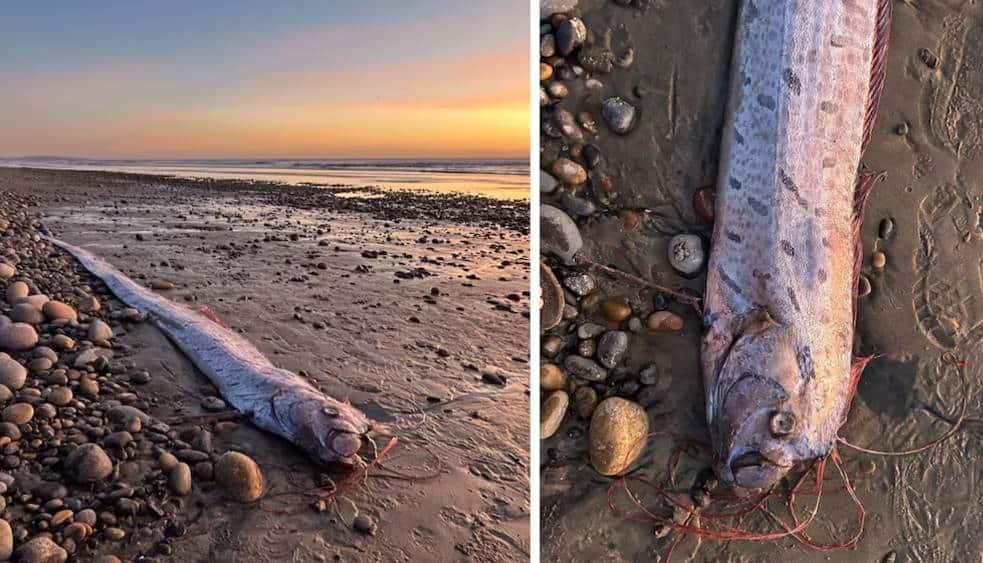 Hallan otro pez remo y reavivan mito sobre el fin del mundo Hallan otro pez remo y reavivan mito sobre el fin del mundo