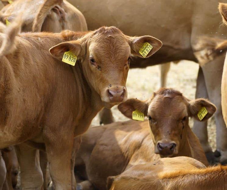 EU cierra importación de ganado mexicano por gusano barrenador EU cierra importación de ganado mexicano por gusano barrenador
