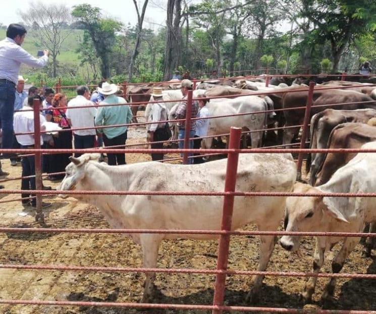 Trabajan Ganaderos contra gusano barrenador