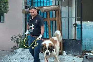 Rescata Direcci&oacute;n de Bienestar Animal de Escobedo a &acute;Rex&acute;