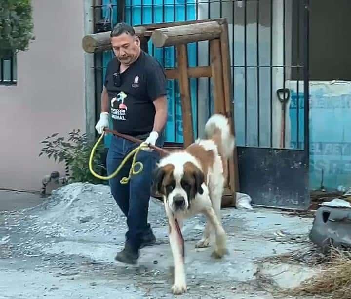 Rescata Dirección de Bienestar Animal de Escobedo a ‘Rex’