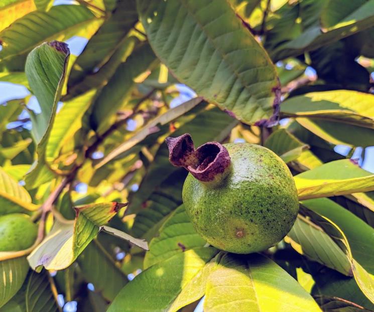 Beneficios de la infusión de hojas de guayaba Beneficios de la infusión de hojas de guayaba