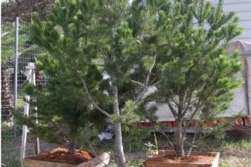 Implementan programa "Adopta un Pino"