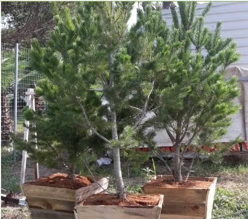 Implementan programa “Adopta un Pino”