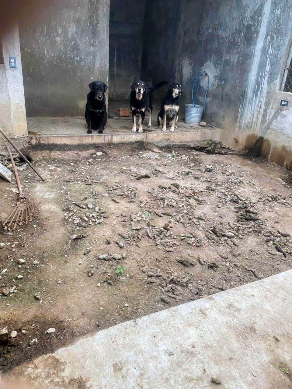 En un cateo realizado a una casa en la Colonia Bosques del Valle, en el municipio de San Pedro, la Fiscalía General de Justicia de Nuevo León aseguró 23 perros de diferentes razas que se encontraban en ambiente insalubre y maltrato animal.