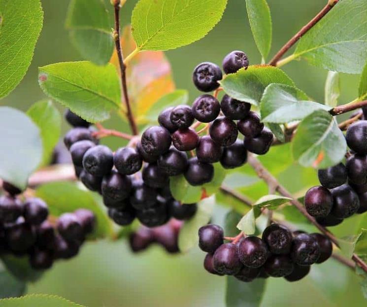 La fruta que nutre los músculos; ayuda prevenir la artritis