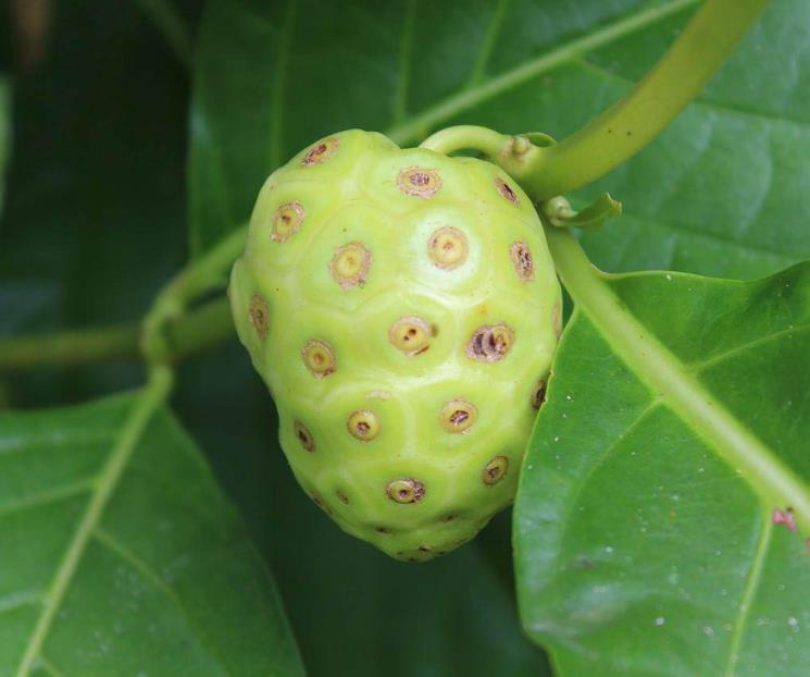 La fruta que funciona como analgésico natural