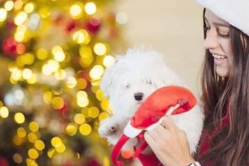 Piden no regalar animales para las fiestas decembrinas