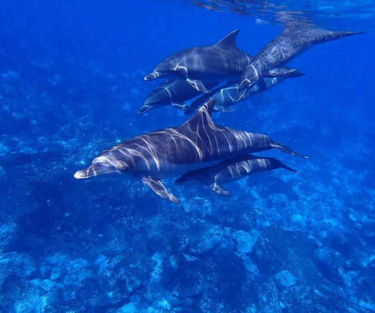 Bióloga desvela el enigma del sueño delfín Bióloga desvela el enigma del sueño delfín