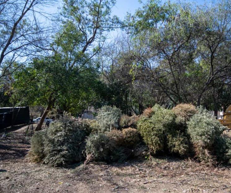 Anuncia Escobedo el programa ‘Acopio de Pinos Navideños’