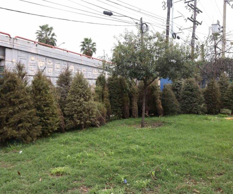 Recolecta San Nicolás 100 pinos navideños en dos días