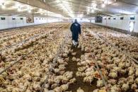 México debe estar pendiente de la influenza H5N1: experto UNAM México debe estar pendiente de la influenza H5N1: experto UNAM