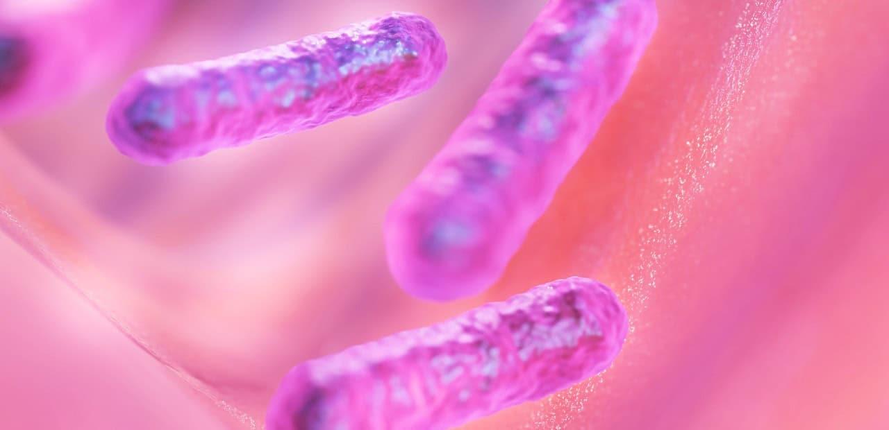 La bacteria que tiene propiedades antienvejecimiento