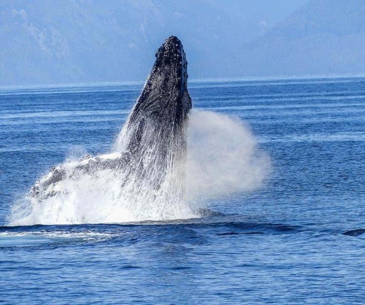 Ballenas jorobadas visitan El Salvador