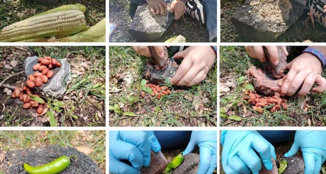 Identifican restos de maíz con 6 mil años de antigüedad