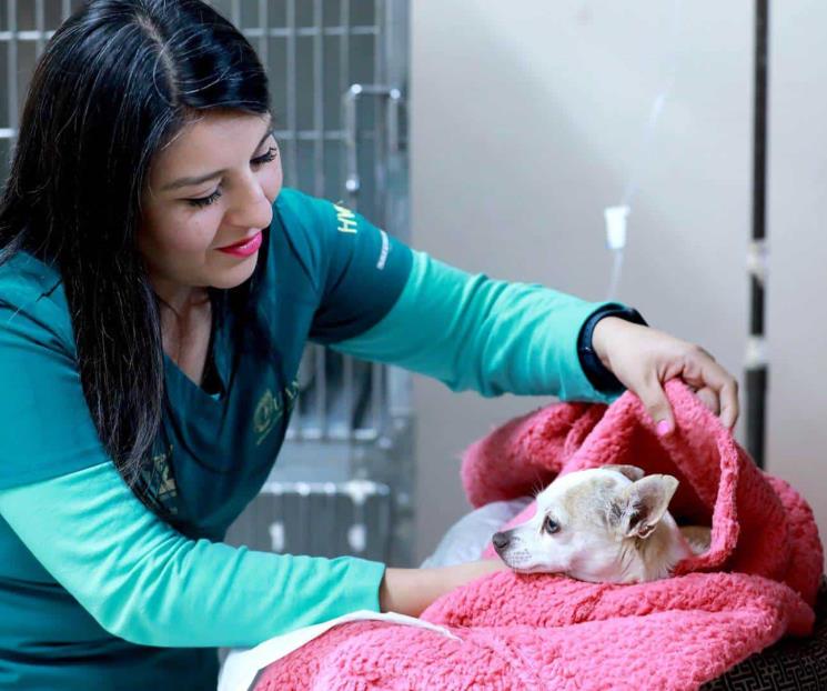 Advierte de peligros en mascotas en el invierno