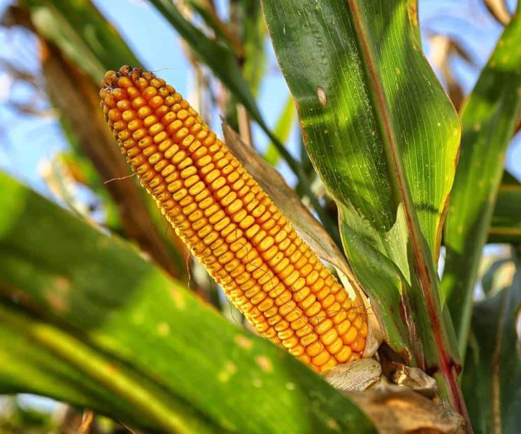 Reformas seguirán con prohibición del maíz transgénico