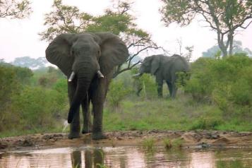 Mata elefante a turista en Sudáfrica