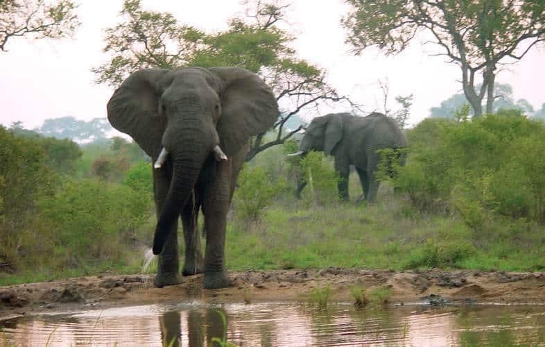 Mata elefante a turista en Sudáfrica