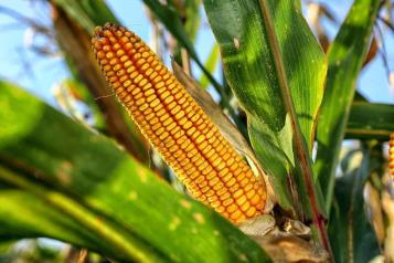 Autoriza SE maíz transgénico tras presión por el T-MEC