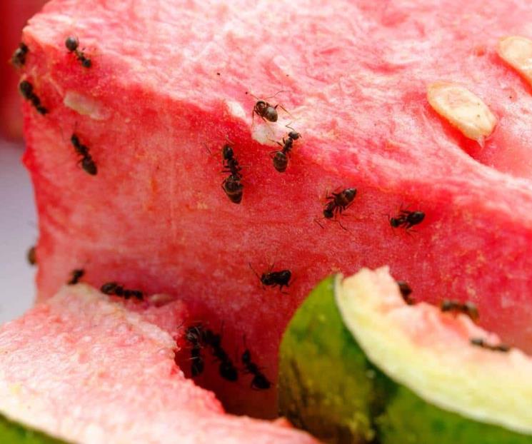 Las plagas que podrían invadir tu hogar en febrero