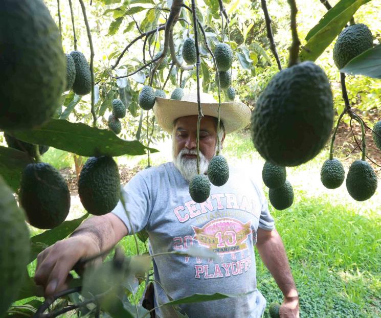 Super Bowl; guacamole le costará más caro a los estadounidenses
