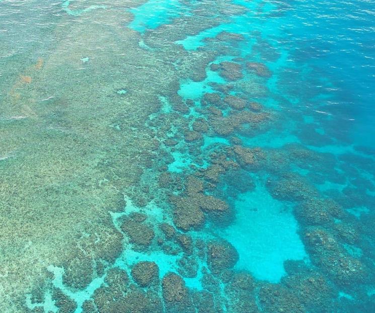 El coral, ¿es una planta o animal?, esto dice una bióloga