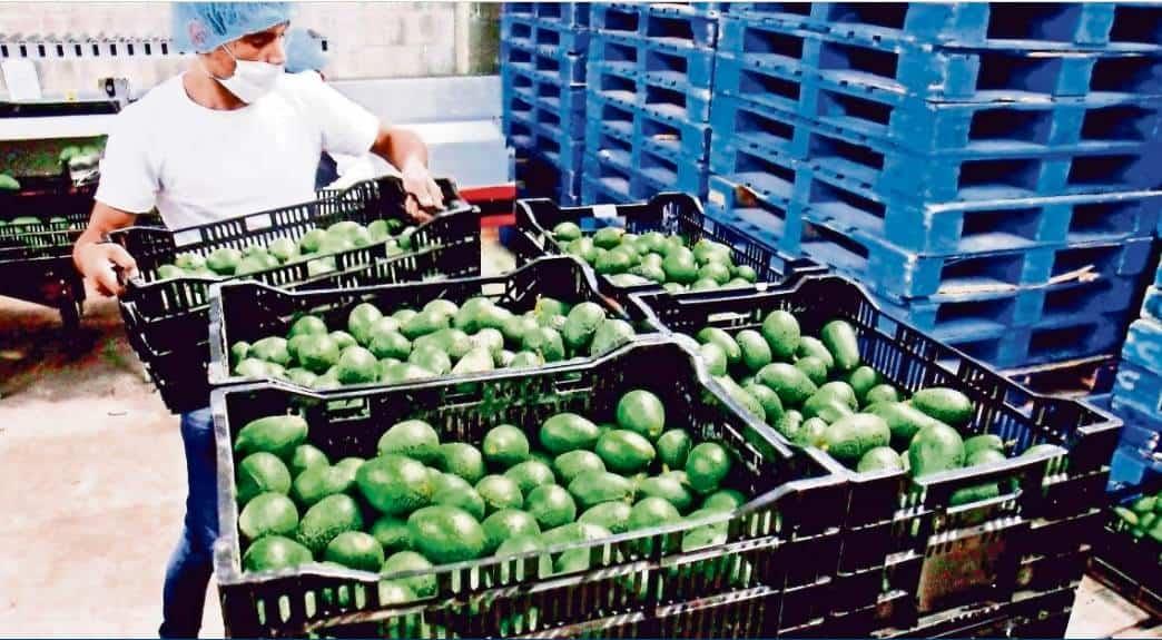 Los 8 productos agropecuarios que más exportó México en 2024