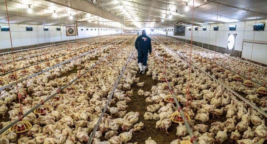 Precios del huevo al alza por influenza aviar en EU