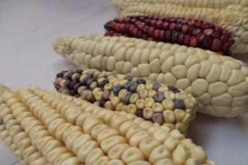 Alistan votación sobre prohibición del maíz transgénico