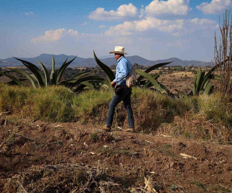 Pulque, bebida 100% mexicana