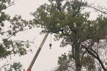 Inicia Monterrey la poda de &aacute;lamos y fresnos de La Alameda