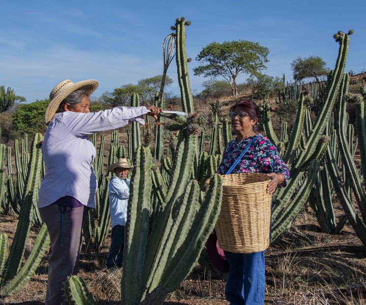 Temen productores de pitaya las medidas arancelarias