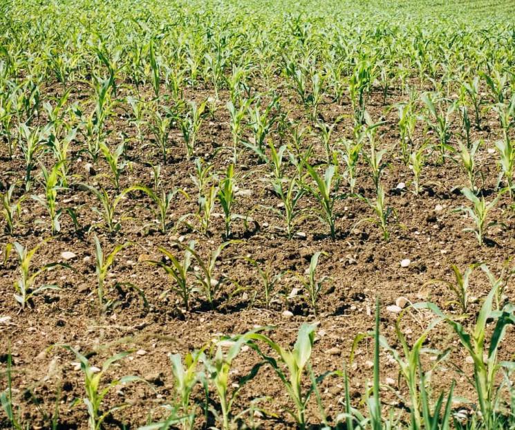 Productividad en el campo crece a niveles mediocres, aseguran