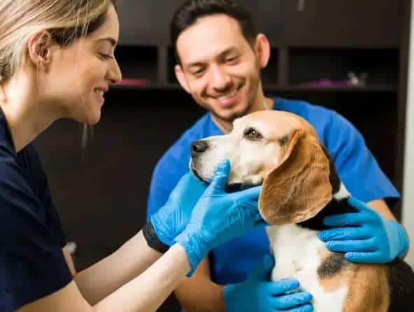 Denuncian veterinarios acoso laboral
