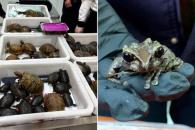 Asegura Profepa 137 ejemplares de vida silvestre en el AICM