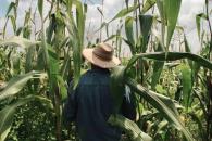 Advierte CNA que aranceles de EU podrían golpear al campo Advierte CNA que aranceles de EU podrían golpear al campo