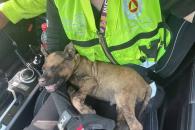 Rescatan a perrito de incendio