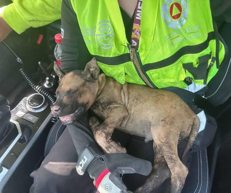 Rescatan a perrito de incendio