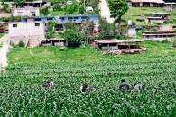 Reporta Coneval aumento de la pobreza rural Reporta Coneval aumento de la pobreza rural