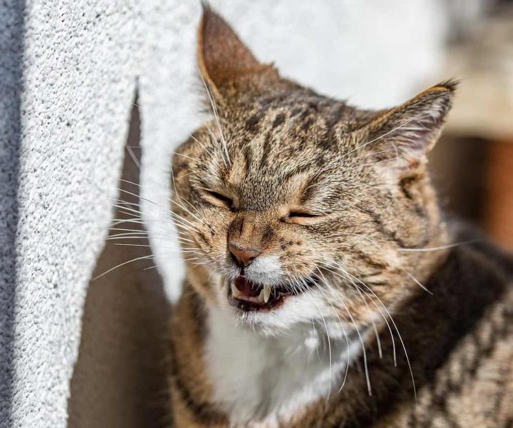 IA traduce los maullidos de gato y revela su supuesto significado