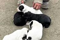 Rescatan a cachorritos de incendio Rescatan a cachorritos de incendio