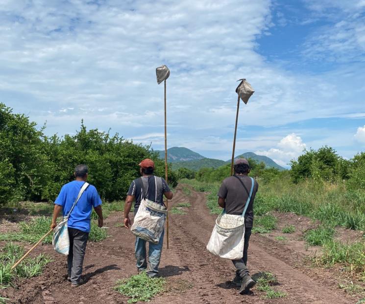 Repunta pobreza laboral en el ámbito rural: Coneval