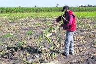 El campo mexicano vive la mayor pobreza en 2 años El campo mexicano vive la mayor pobreza en 2 años