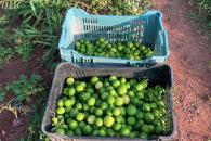 Vamos a seguir apoyando a productores, dice Sheinbaum Vamos a seguir apoyando a productores, dice Sheinbaum