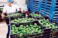 Cerveza, tequila y aguacate, entre los más afectados por aranceles Cerveza, tequila y aguacate, entre los más afectados por aranceles