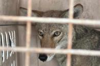 Rescatan a coyote Rescatan a coyote