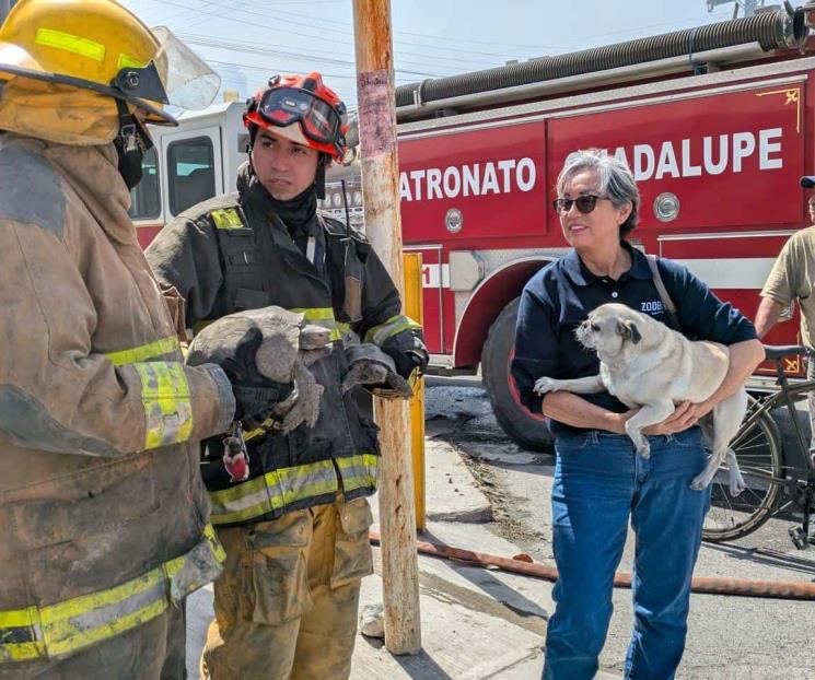 Rescatan tortugas y perrito de incendio