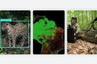 Google SpeciesNet, un modelo de IA para identificar fauna salvaje