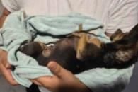 Lanza a perra desde azotea Lanza a perra desde azotea